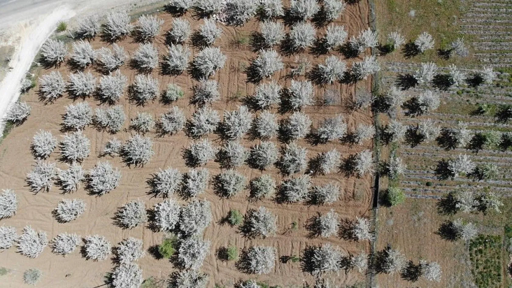 Tarihi Harput Kiraz çiçekleriyle beyaza büründü