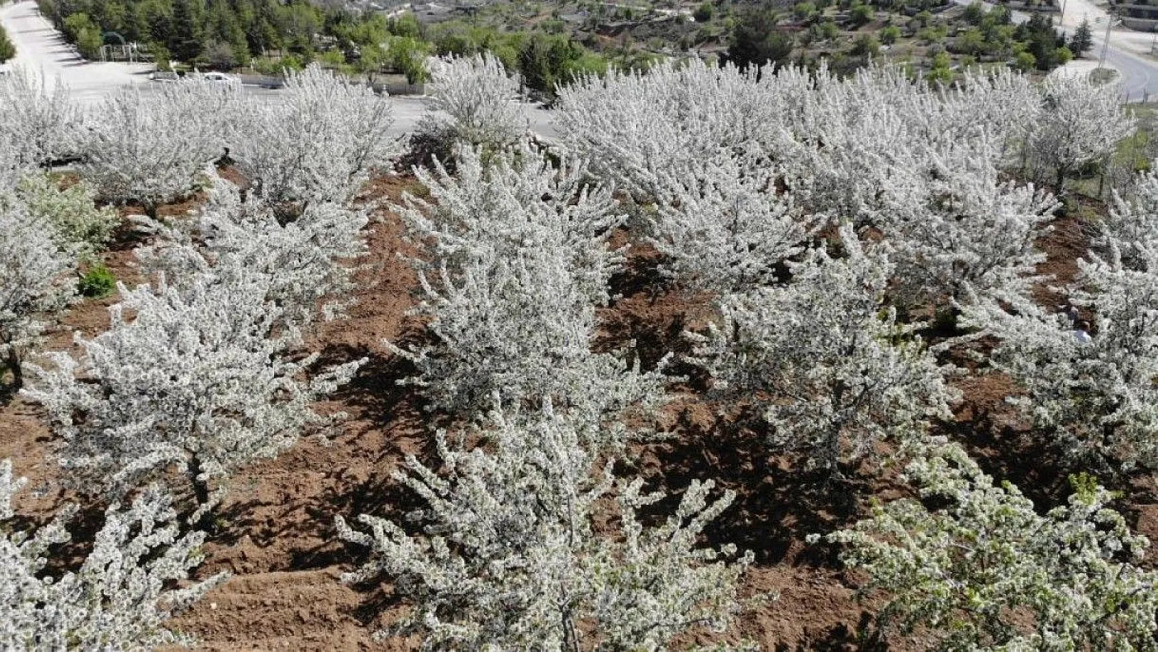 Tarihi Harput Kiraz çiçekleriyle beyaza büründü