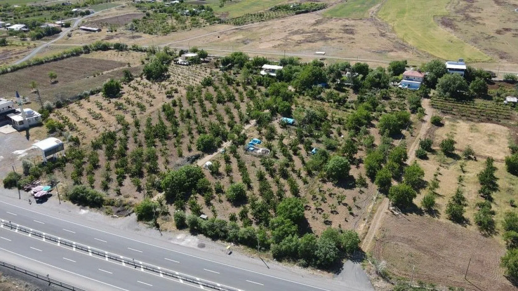 Erkenci Kirazlarda hasat başladı