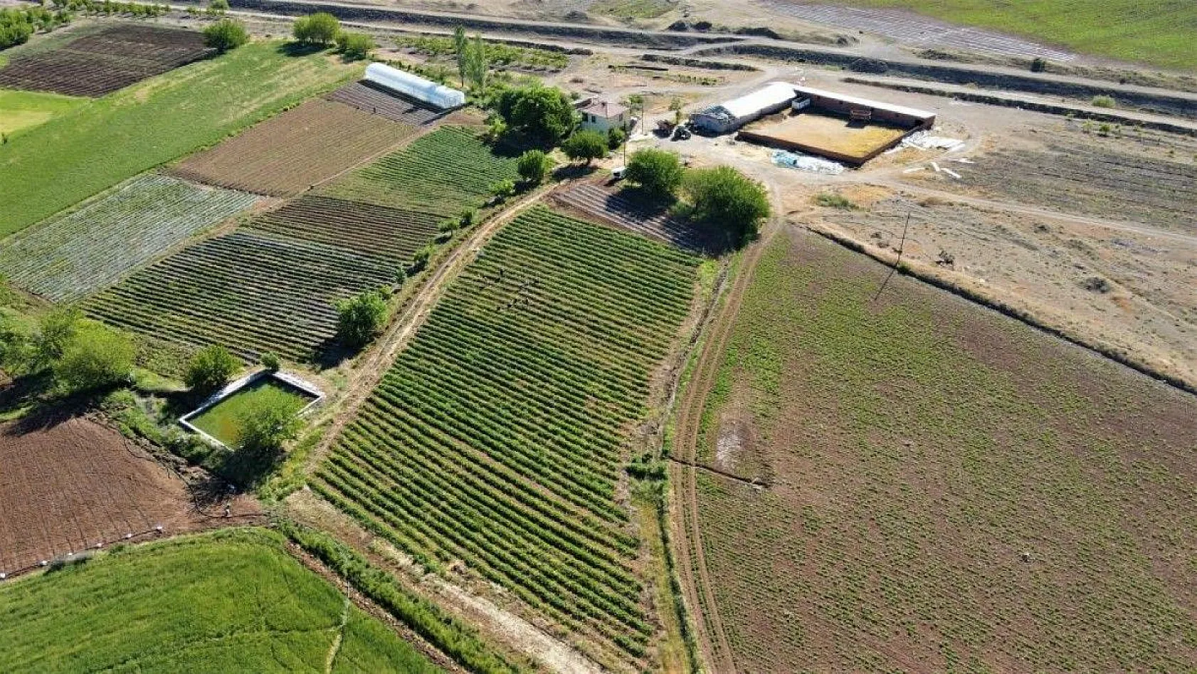 Elazığ'da çilek zamanı, kasa kasa satılıyor