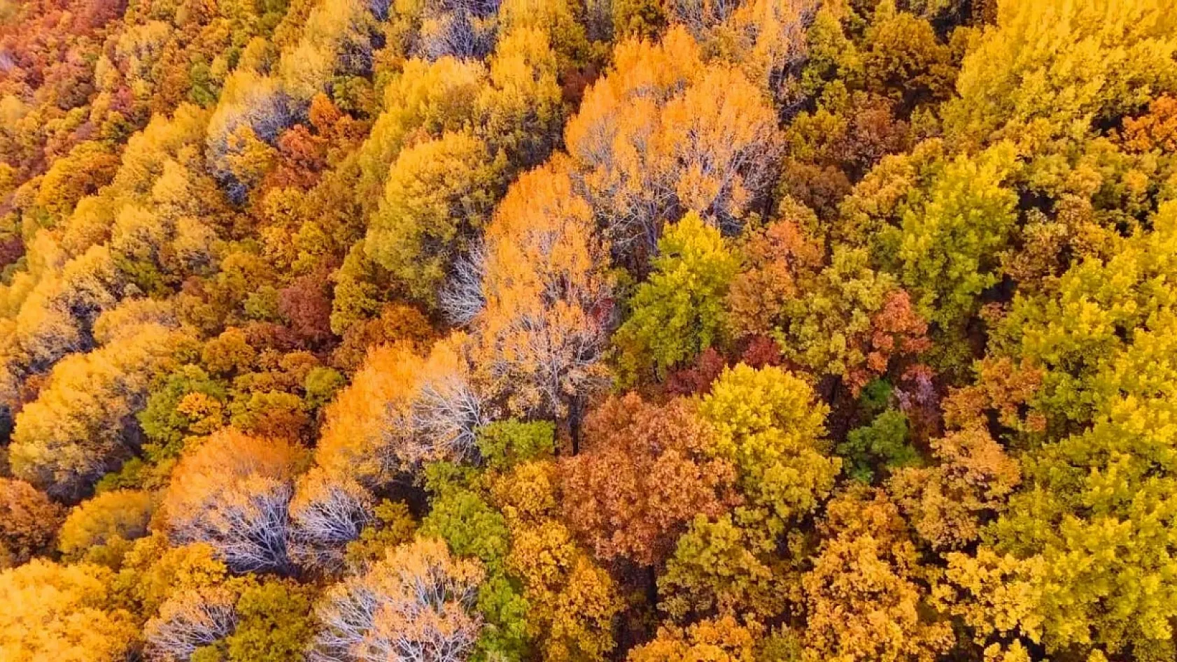 Sonbaharın renkleri dron kamerasında