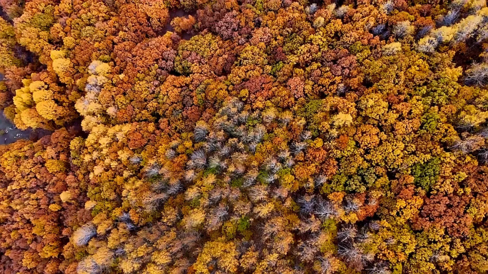 Sonbaharın renkleri dron kamerasında