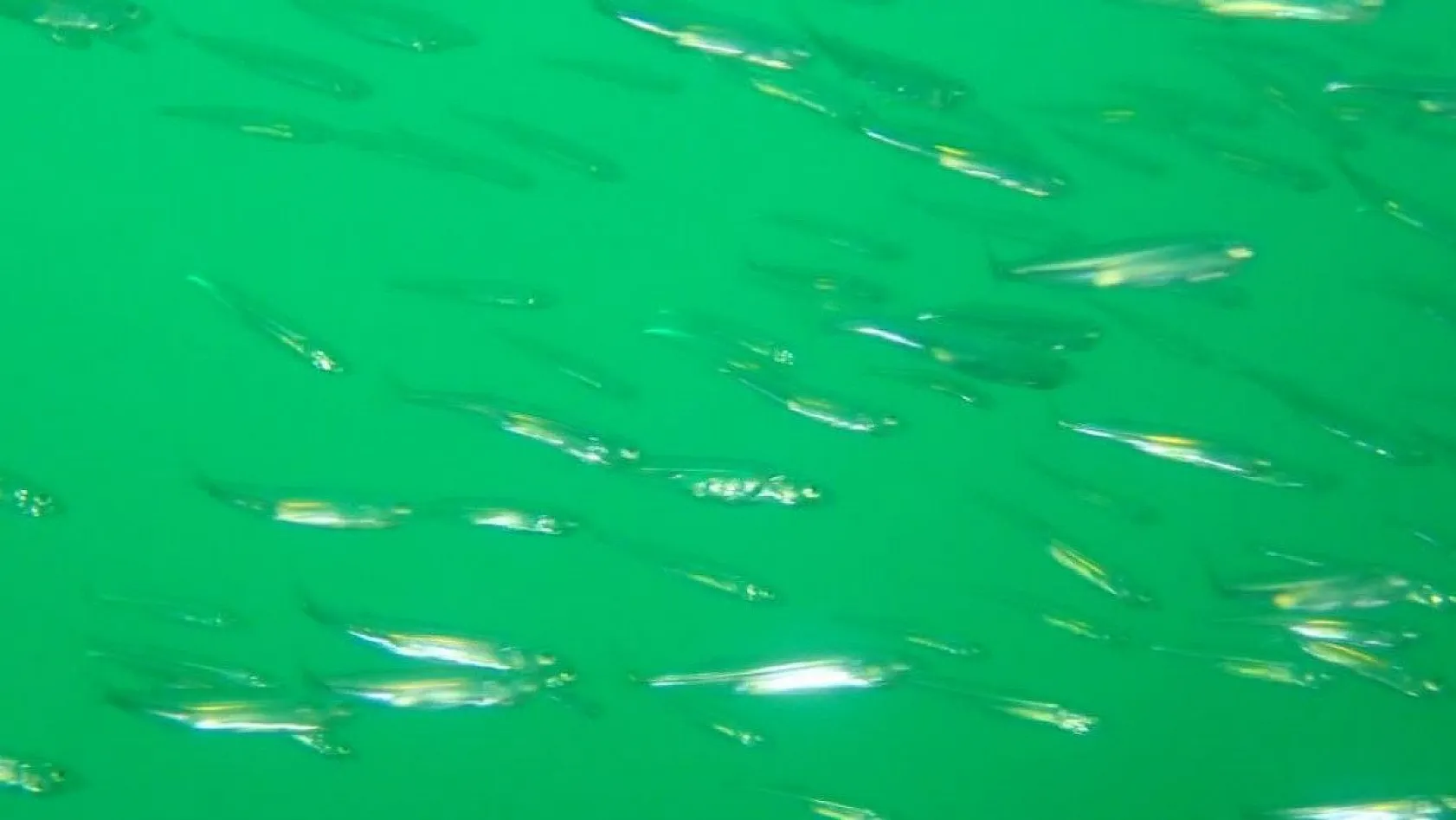 Yarımada olan Elazığ, dalış tutuklarının dikkatini çekiyor