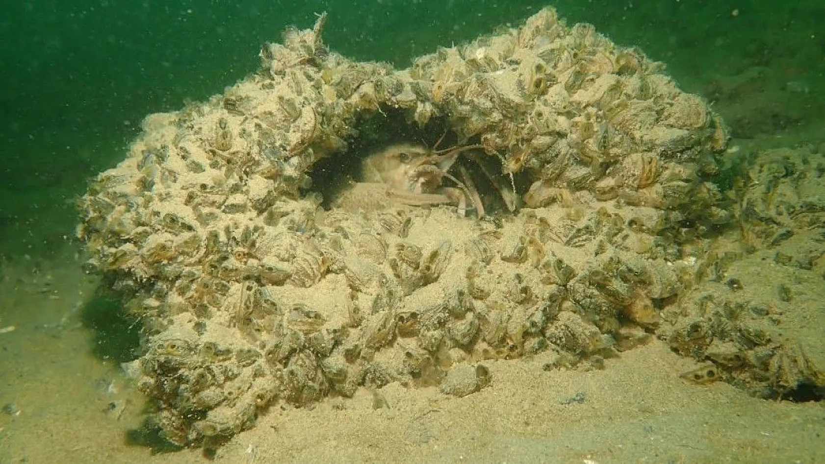 Yarımada olan Elazığ, dalış tutuklarının dikkatini çekiyor