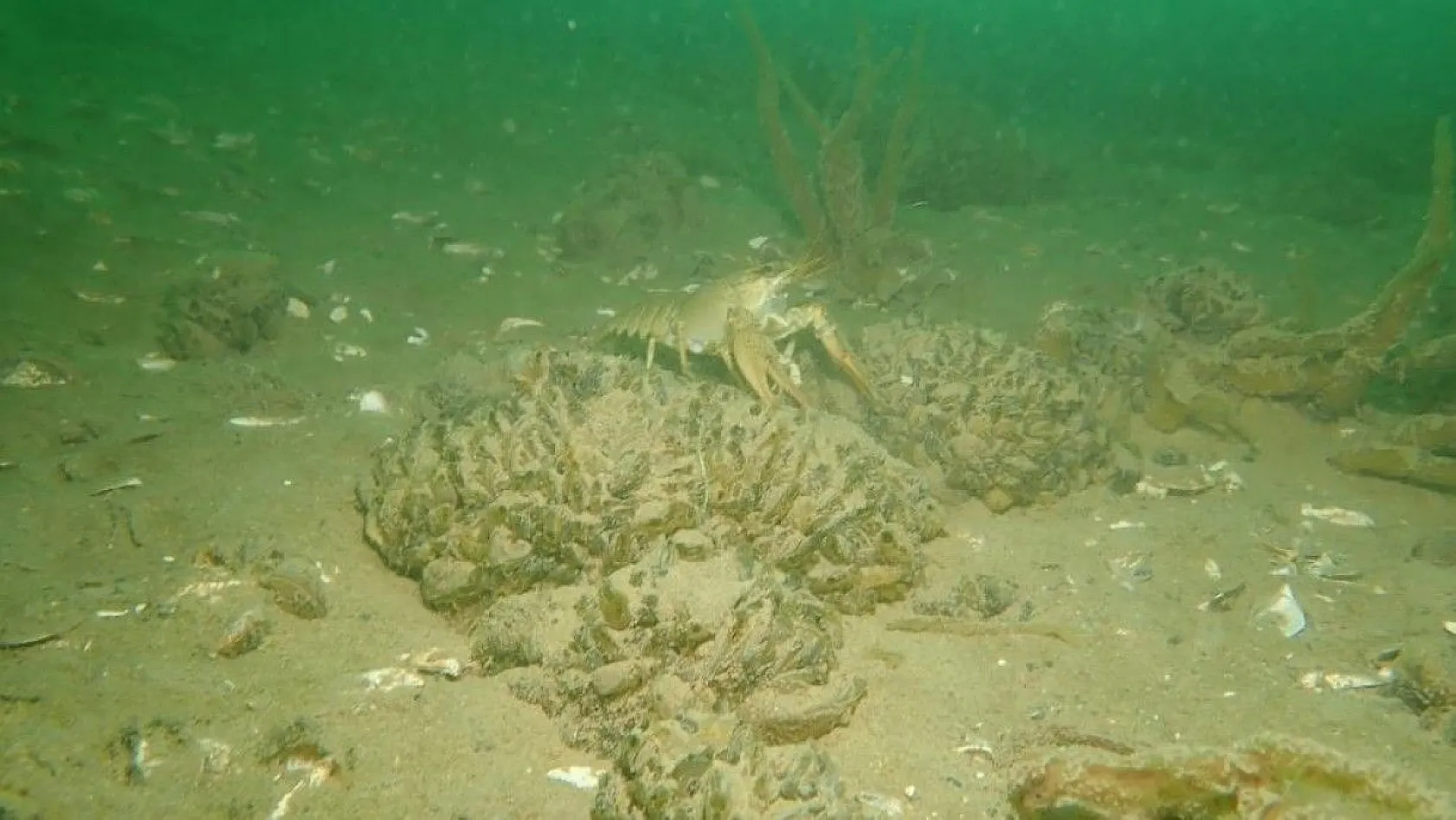 Yarımada olan Elazığ, dalış tutuklarının dikkatini çekiyor