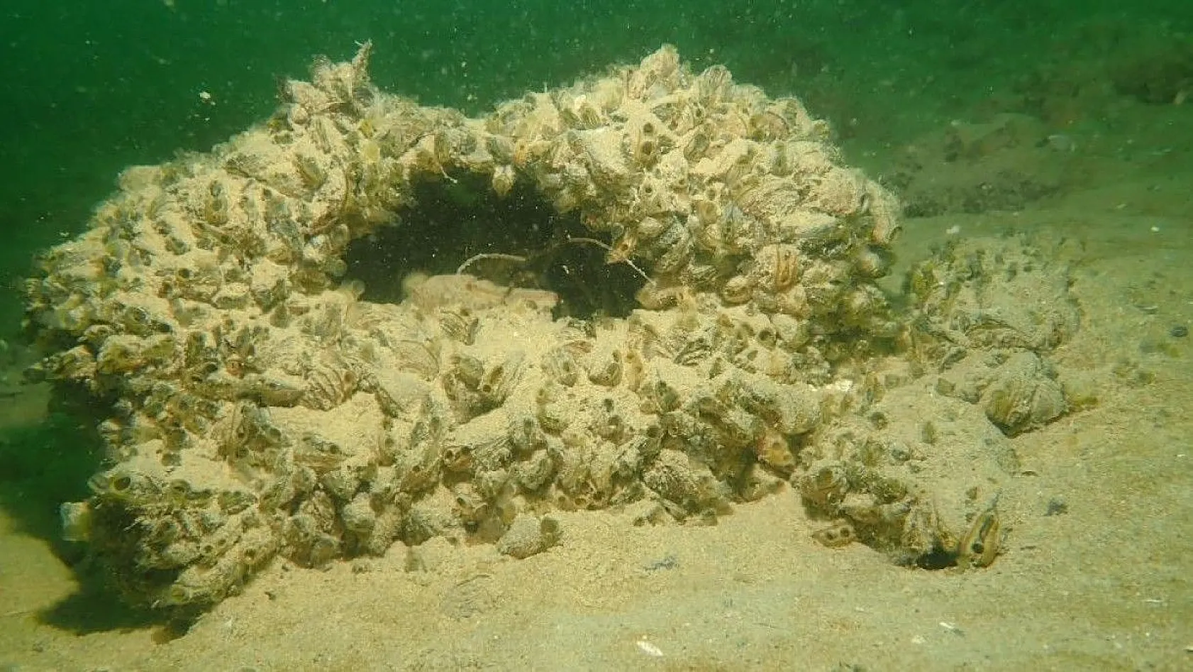 Yarımada olan Elazığ, dalış tutuklarının dikkatini çekiyor