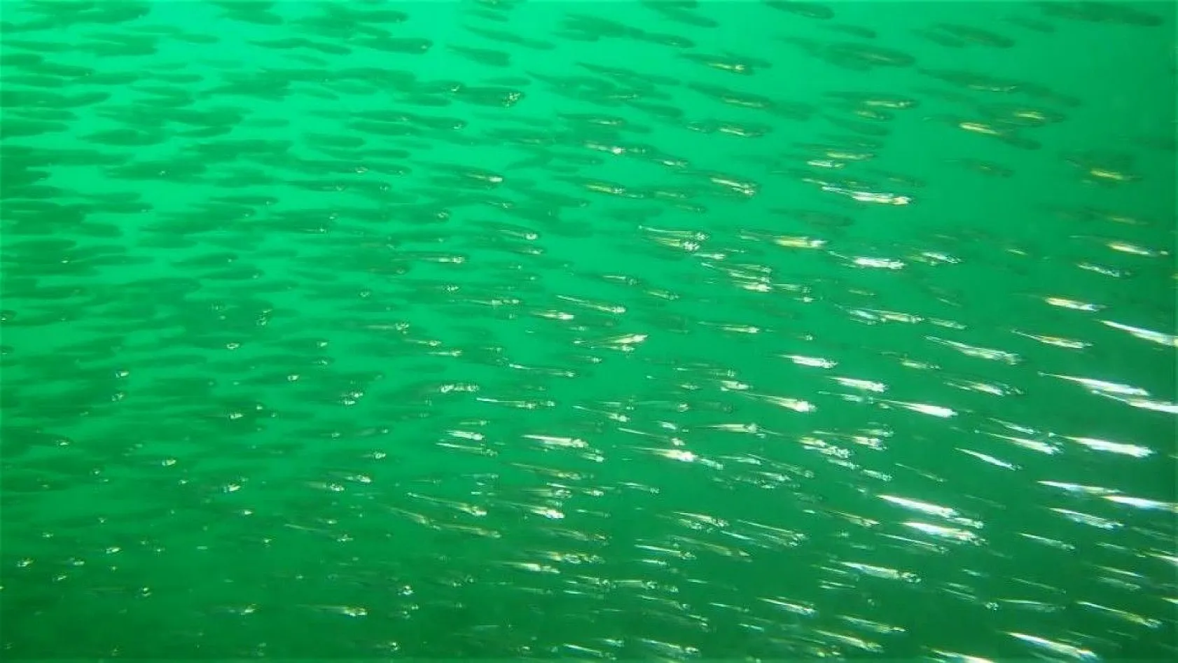 Yarımada olan Elazığ, dalış tutuklarının dikkatini çekiyor