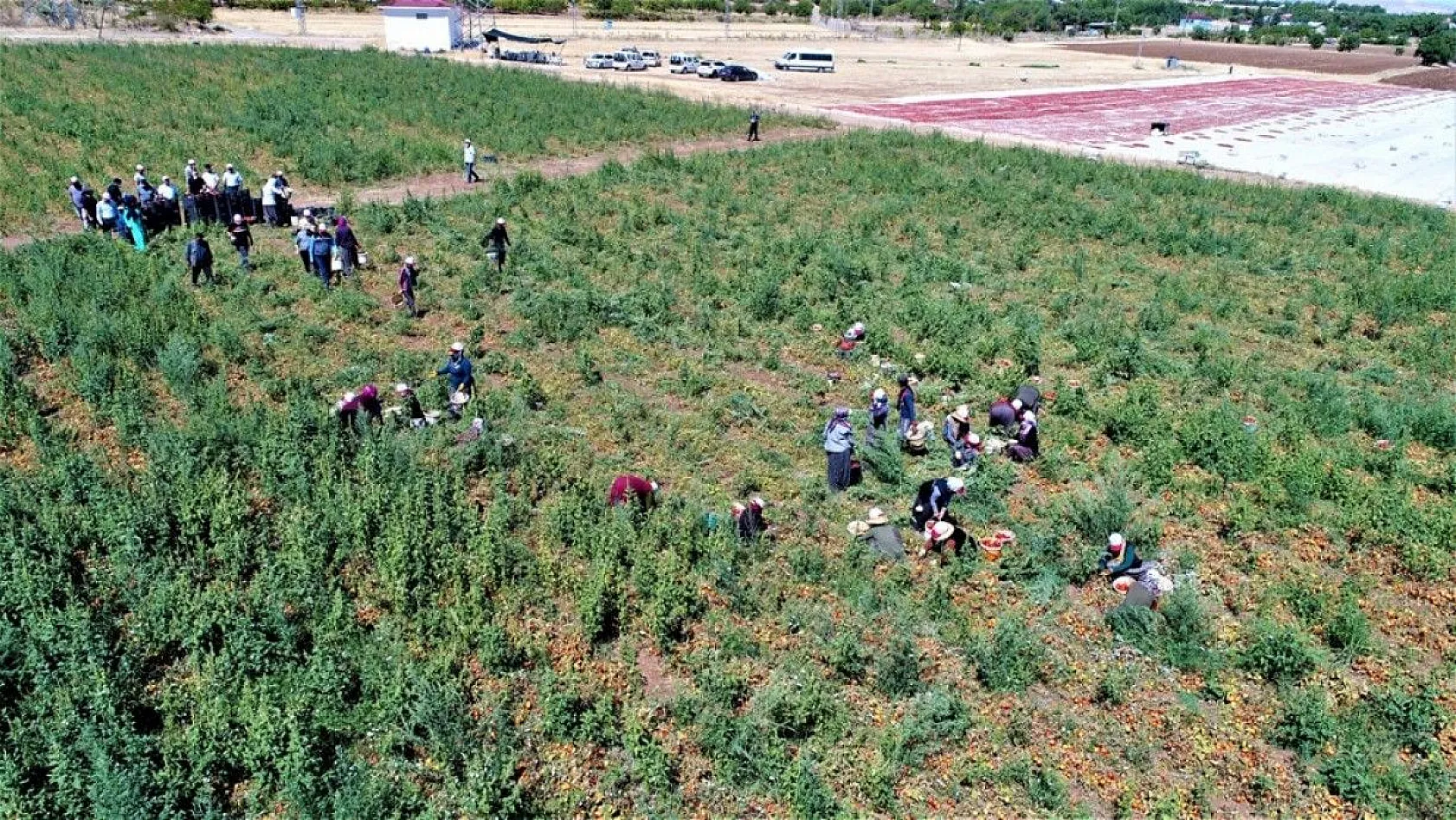 Kurutmalık domatesin hasadı başladı