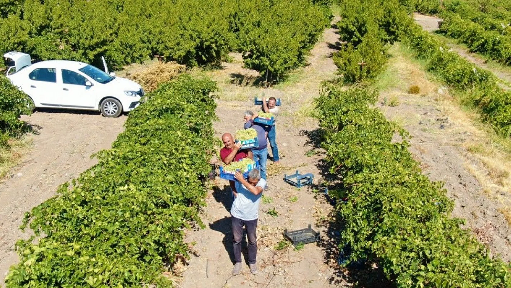 Elazığ'da 'En tatlı' hasat dönemi başladı