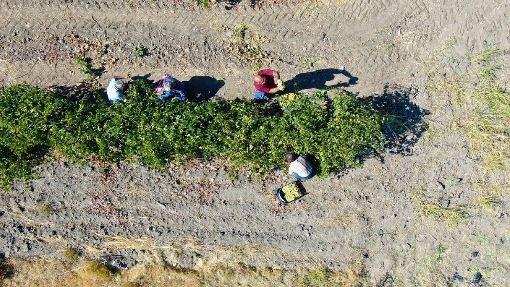 Elazığ'da 'En tatlı' hasat dönemi başladı