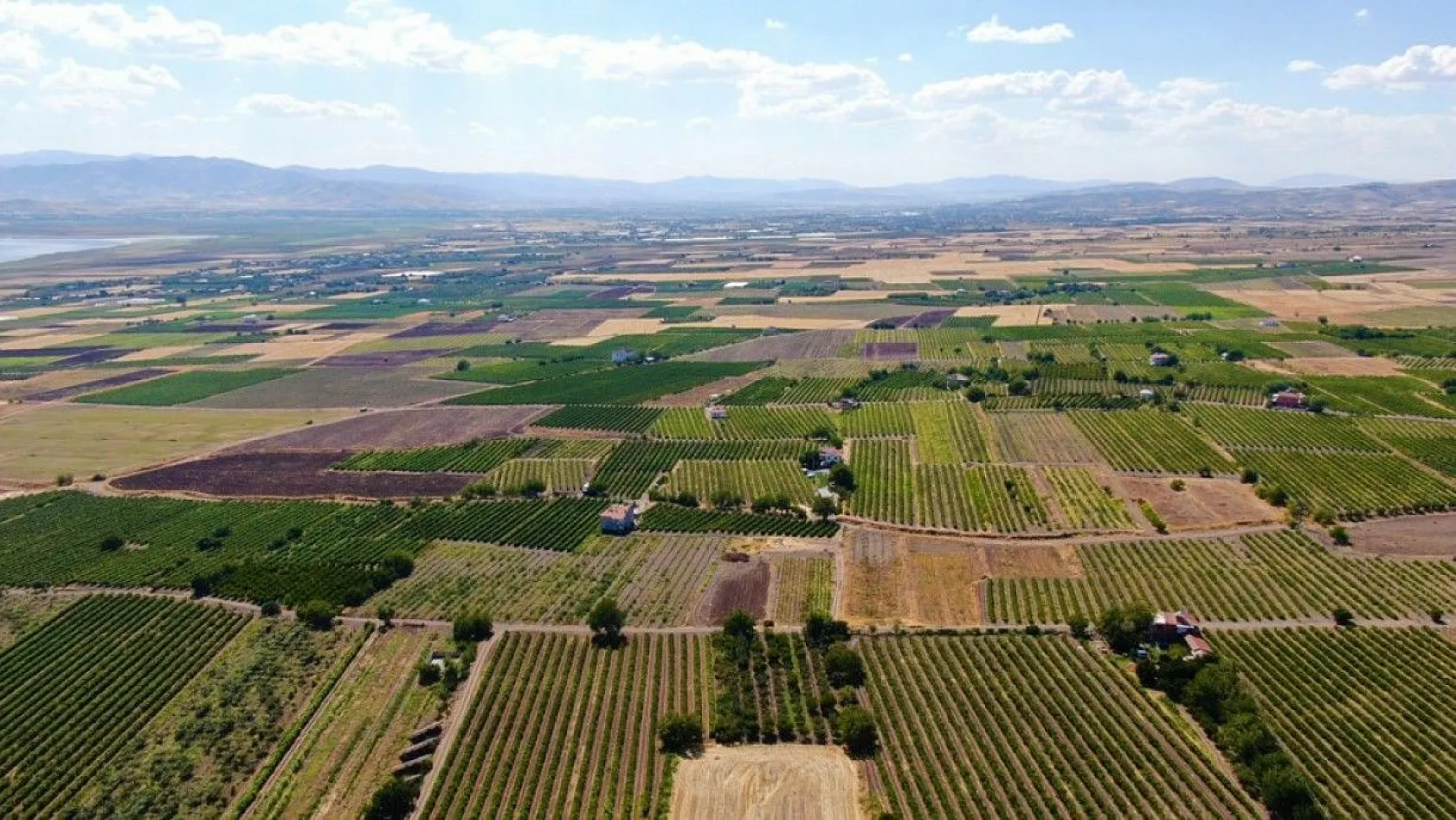 Elazığ'da 'En tatlı' hasat dönemi başladı