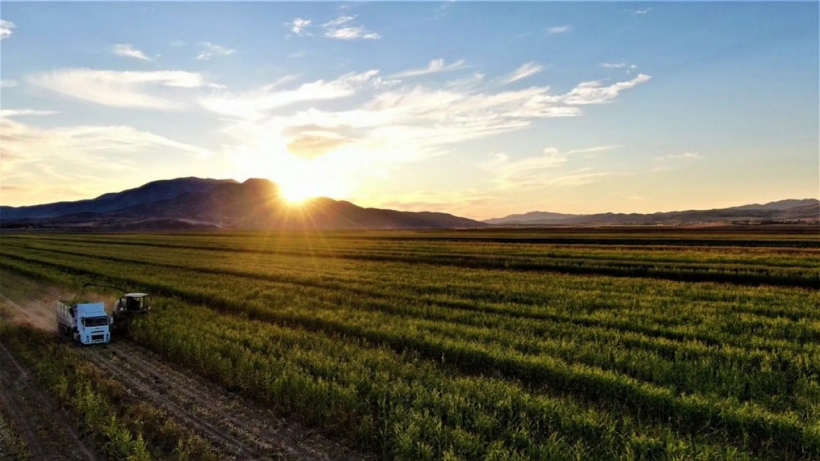4 bin dönümlük alanda silajlık mısır hasadı başladı