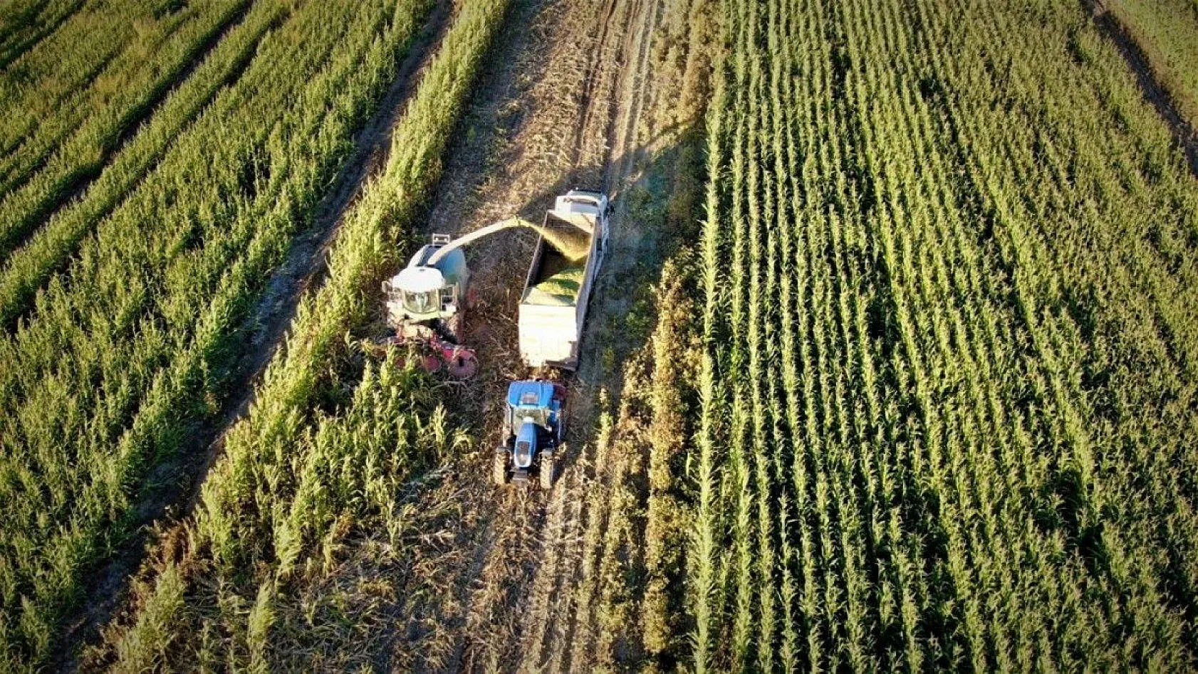 4 bin dönümlük alanda silajlık mısır hasadı başladı