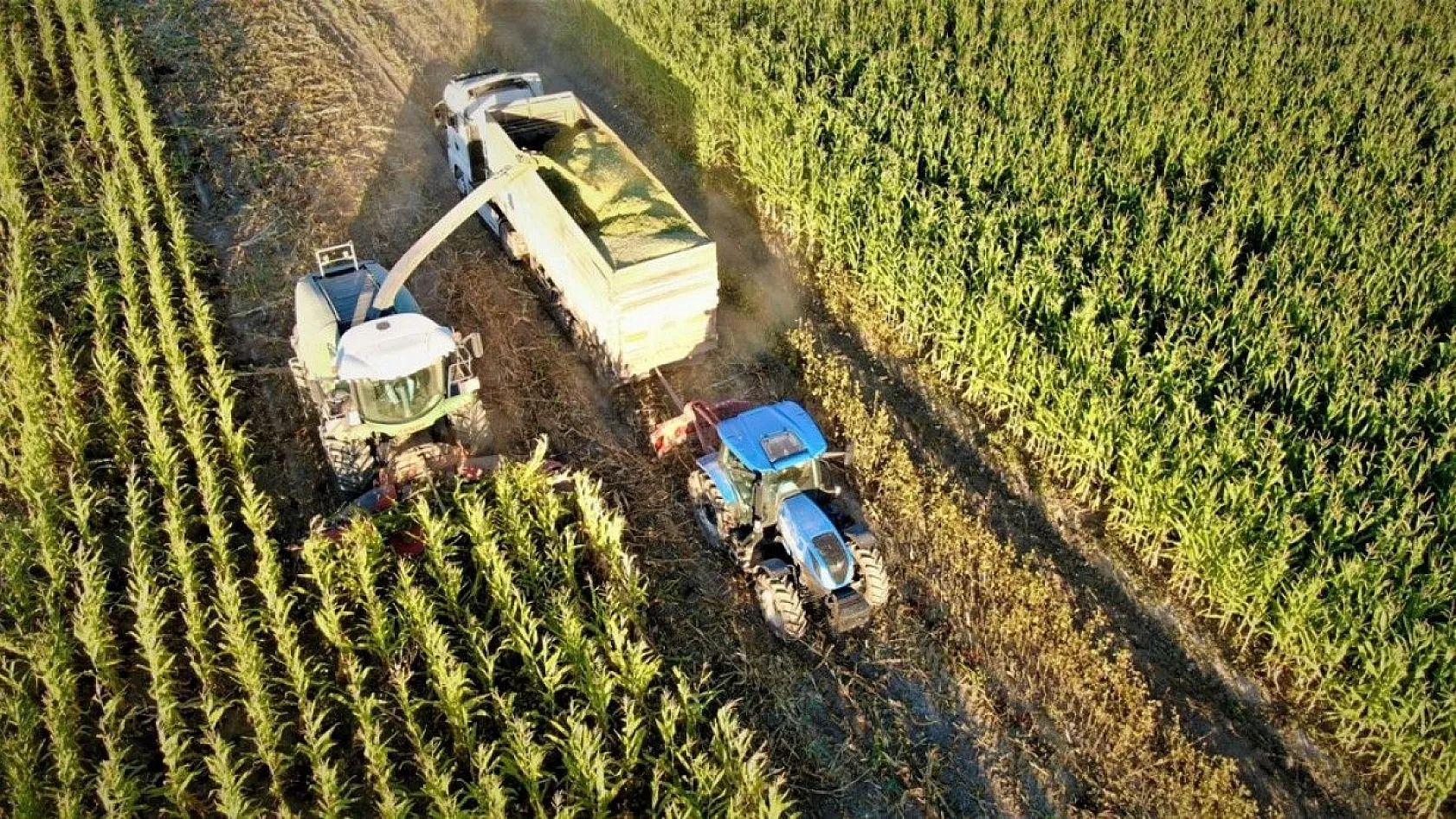4 bin dönümlük alanda silajlık mısır hasadı başladı