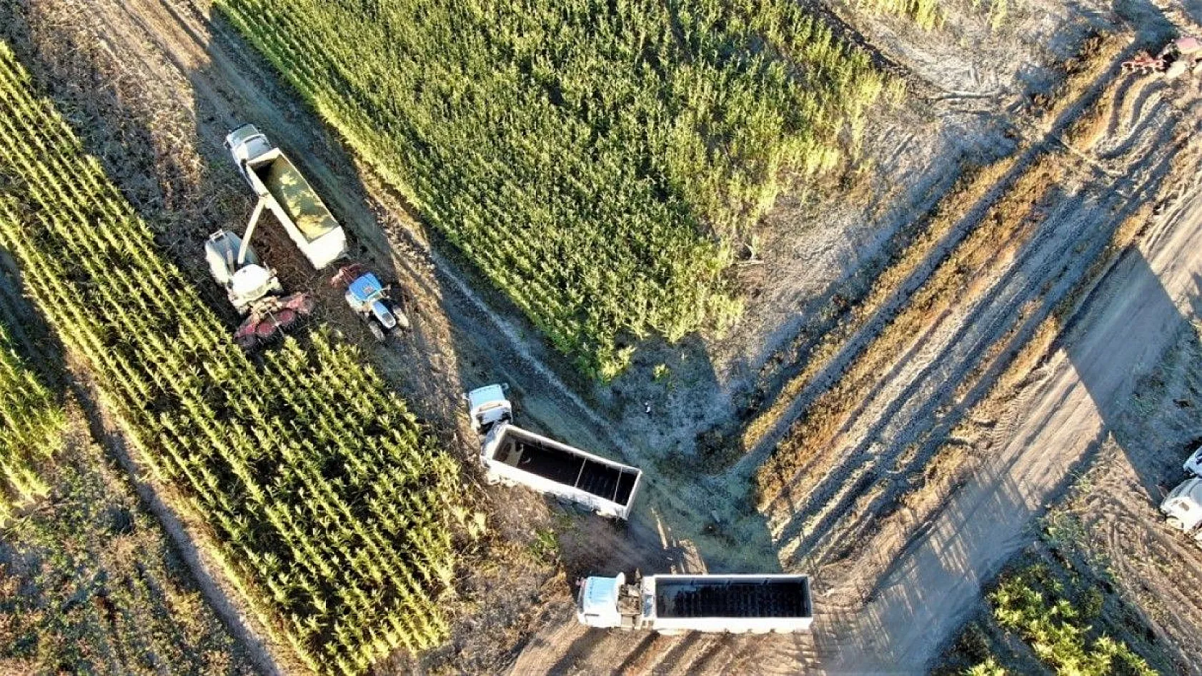 4 bin dönümlük alanda silajlık mısır hasadı başladı