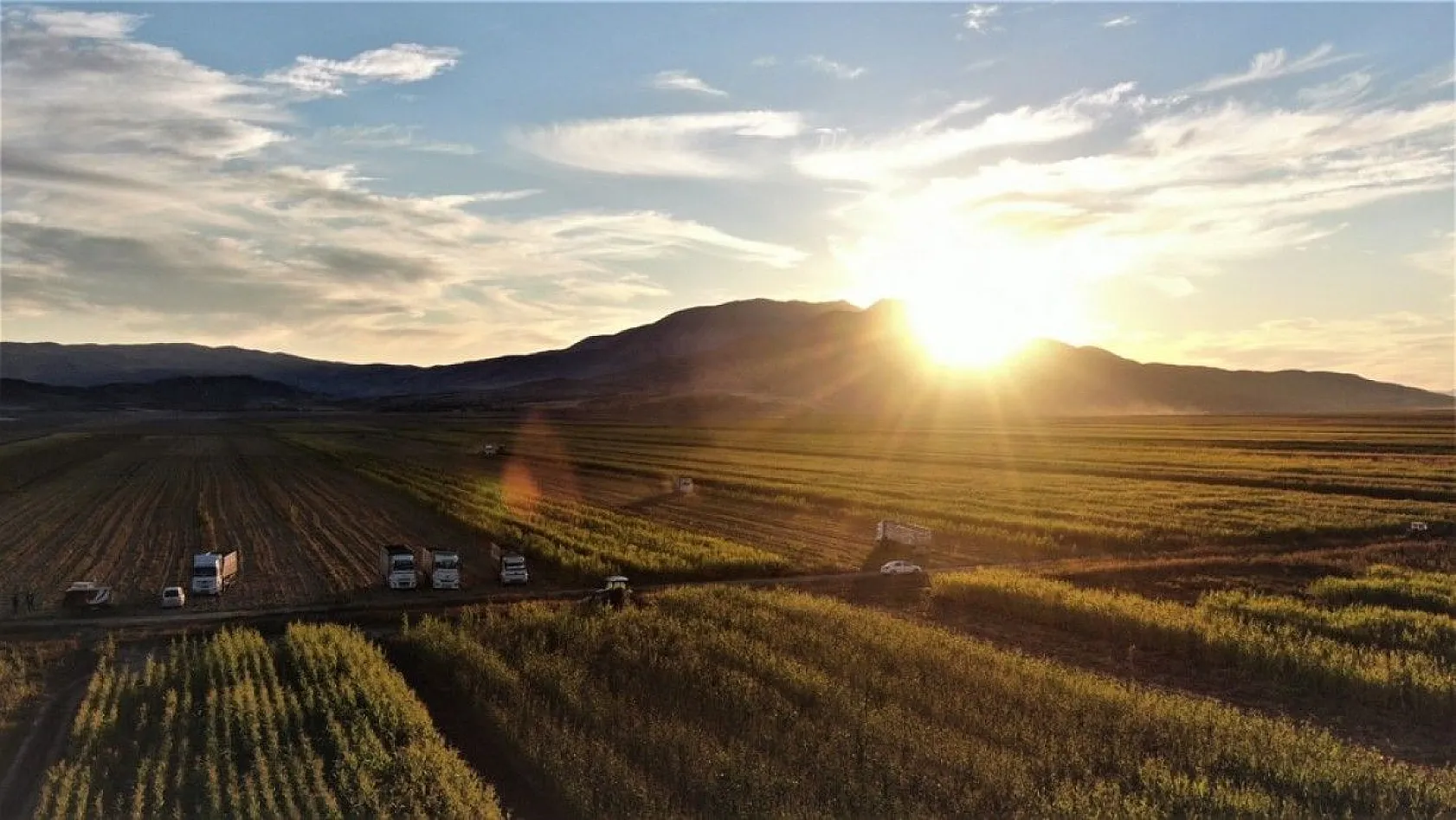 4 bin dönümlük alanda silajlık mısır hasadı başladı