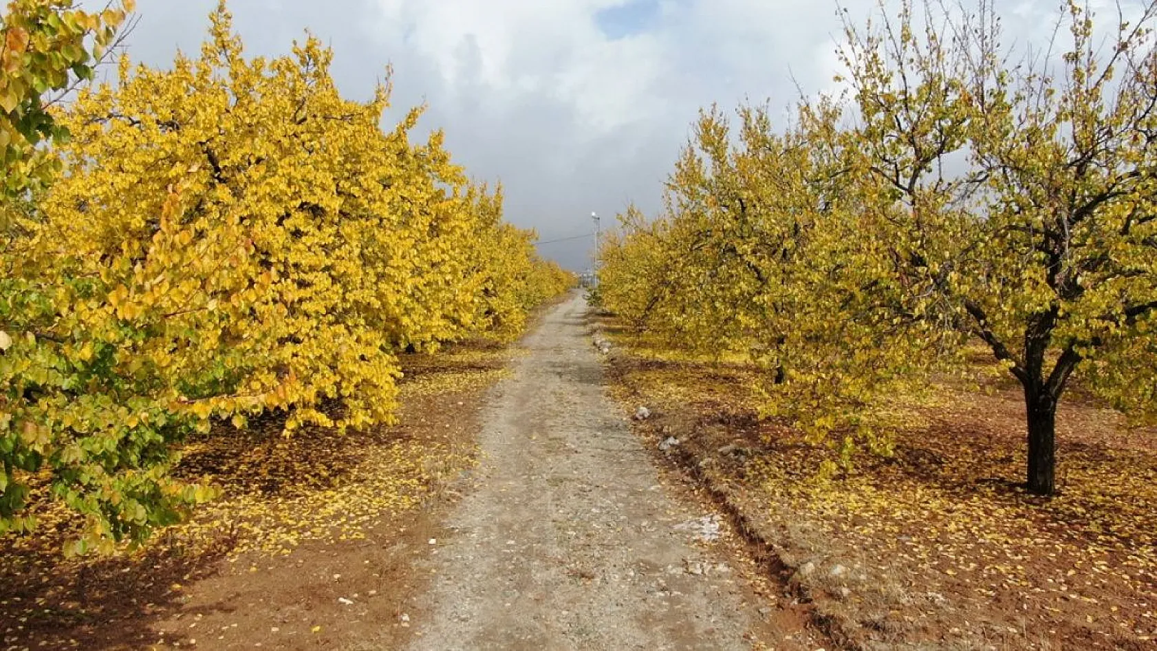 Kayısı bahçeleri sonbahar renklerine büründü