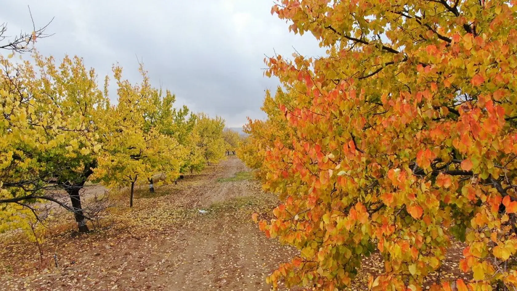 Kayısı bahçeleri sonbahar renklerine büründü