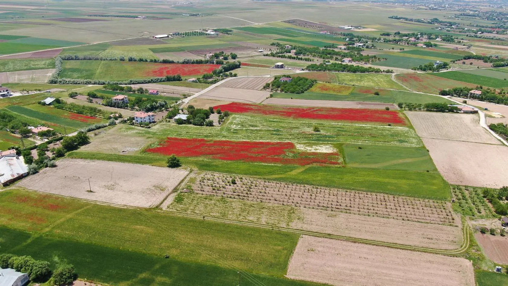 Gelincik tarlası görenleri mest etti