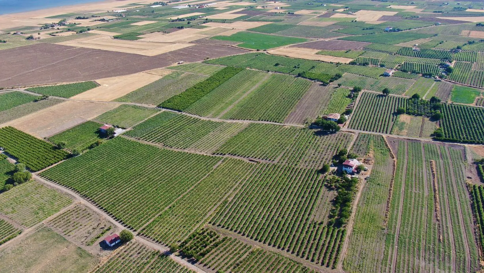 Elazığ'da üzüm hasadı başladı