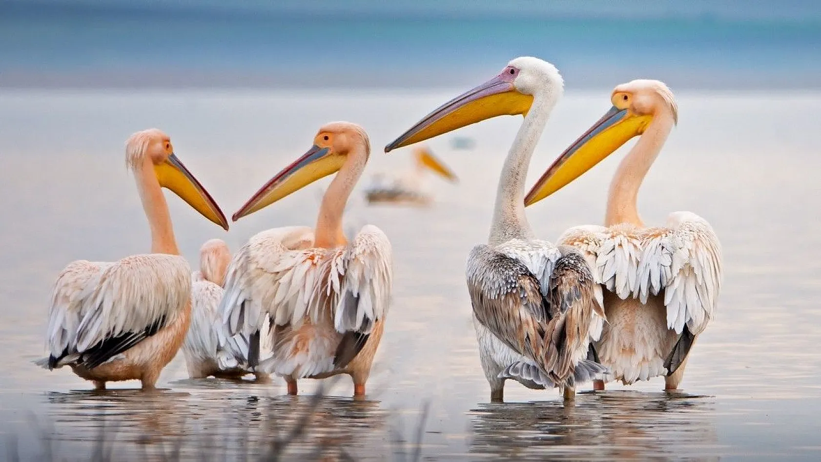 Ak pelikanların muhteşem dansı