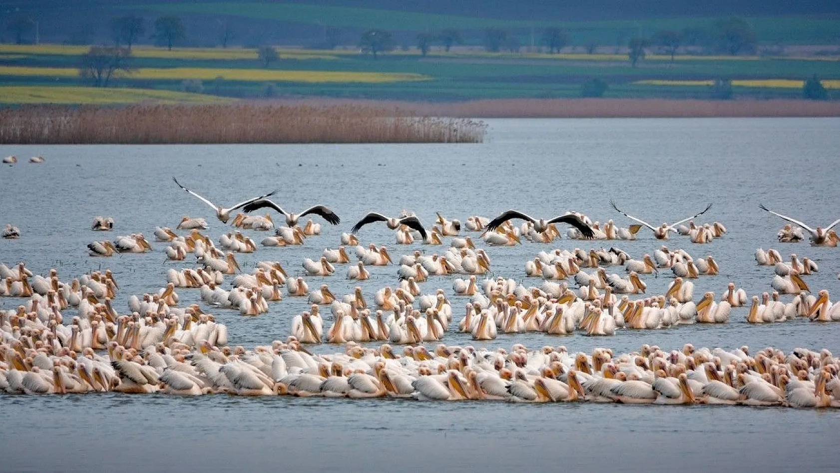 Ak pelikanların muhteşem dansı