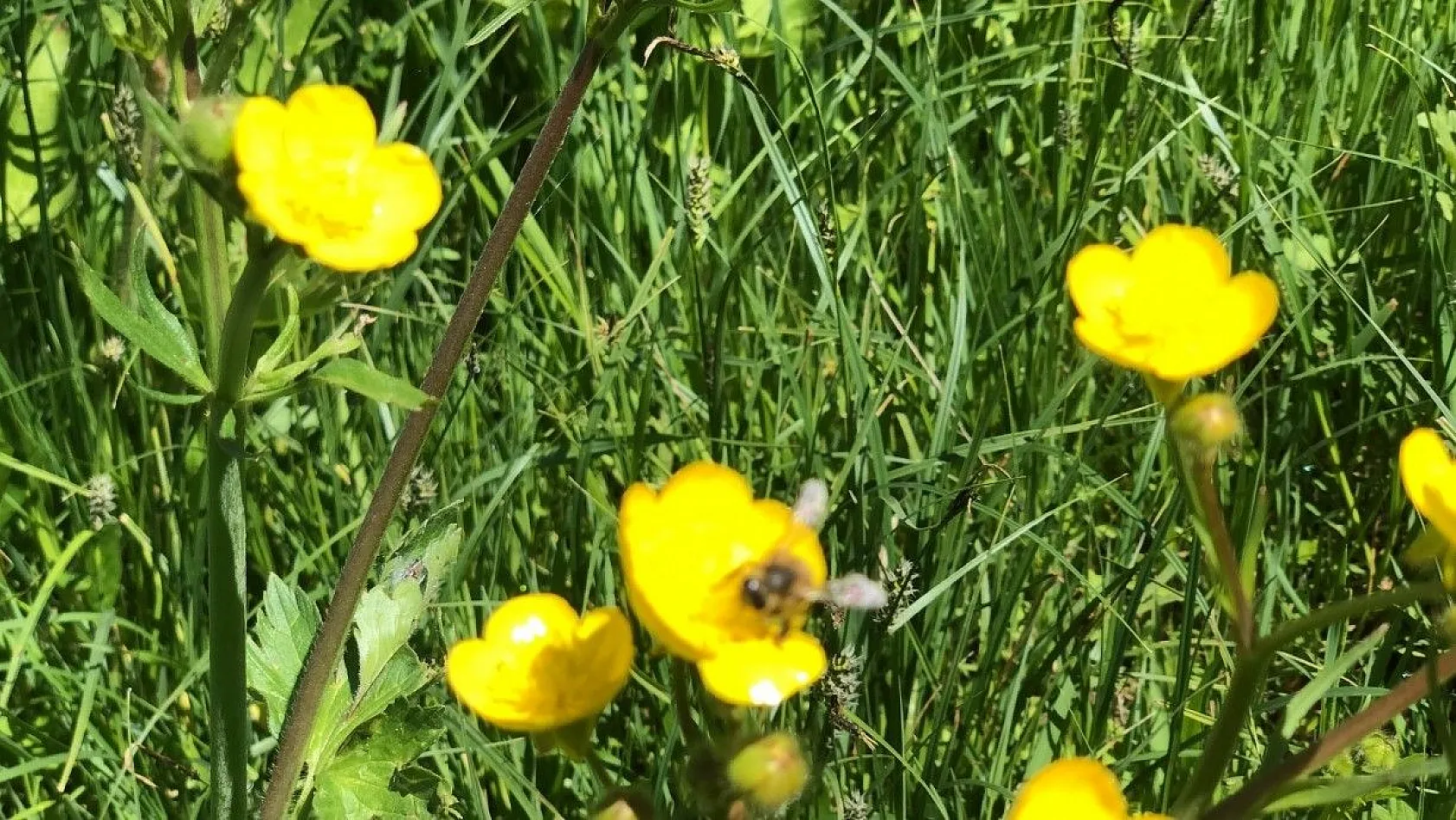 Kars'ta kartpostalık bahar görüntüleri