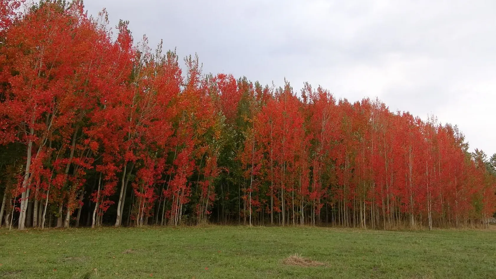 Kırmızıya bürünen ağaçların renk cümbüşü