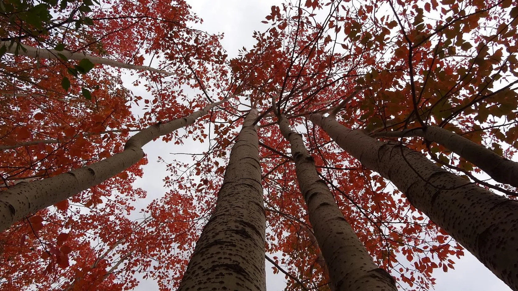 Kırmızıya bürünen ağaçların renk cümbüşü