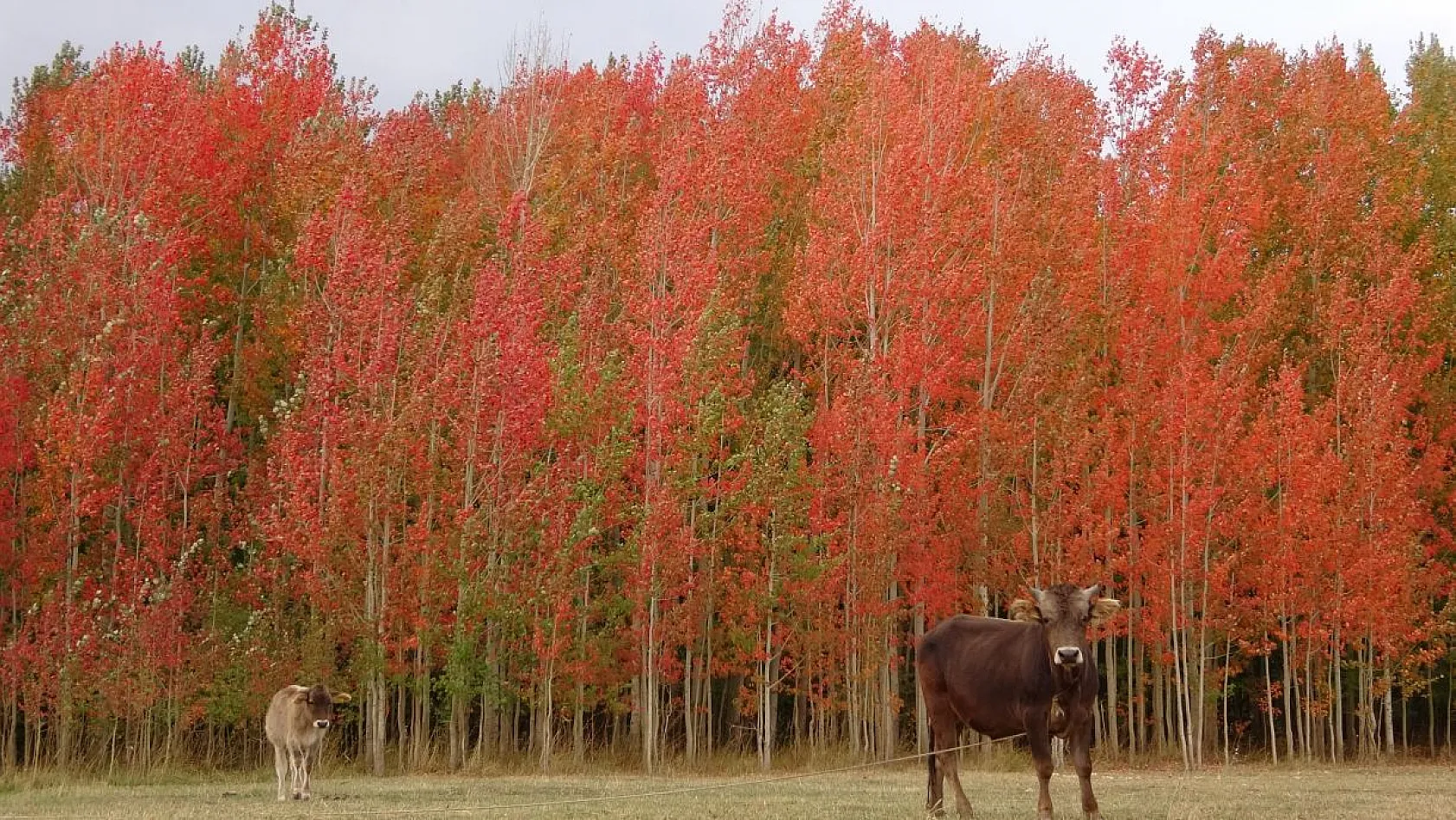 Kırmızıya bürünen ağaçların renk cümbüşü