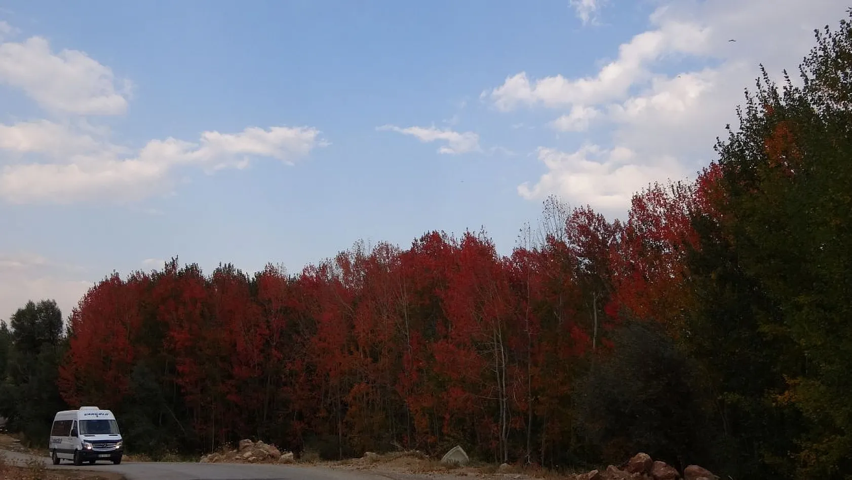 Kırmızıya bürünen ağaçların renk cümbüşü
