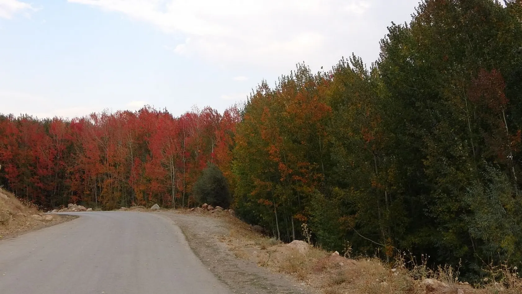 Kırmızıya bürünen ağaçların renk cümbüşü
