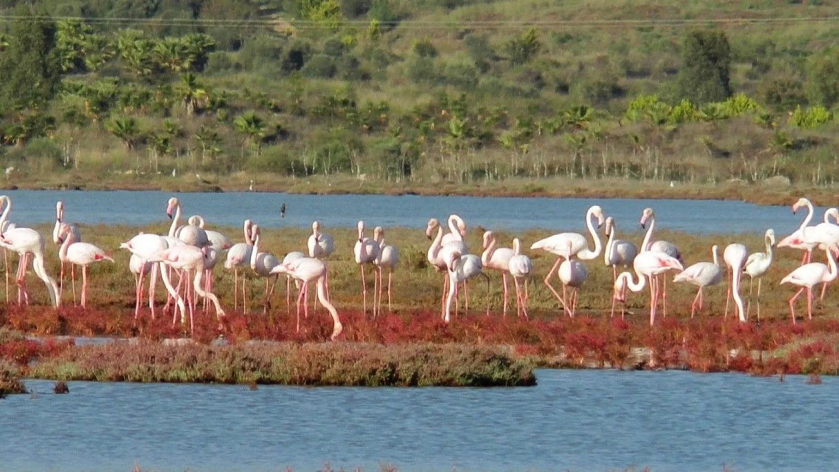 Yüzlerce flamingodan görsel şov