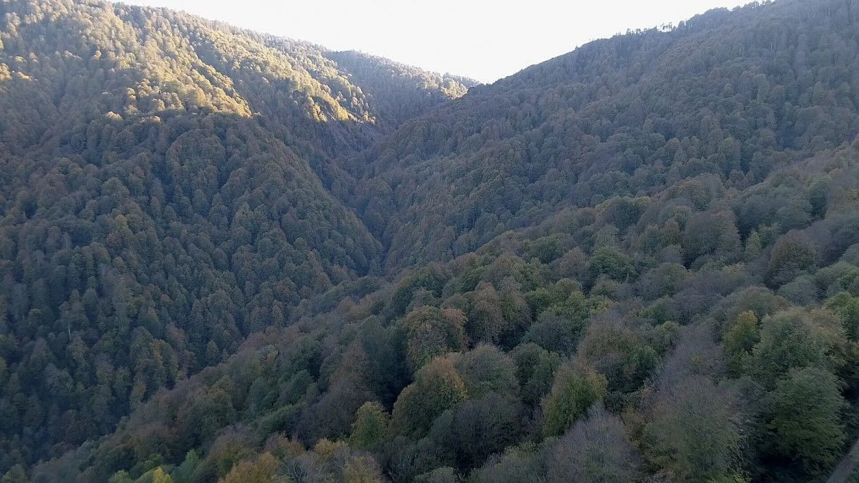 Kocaeli ormanlarında renk cümbüşü