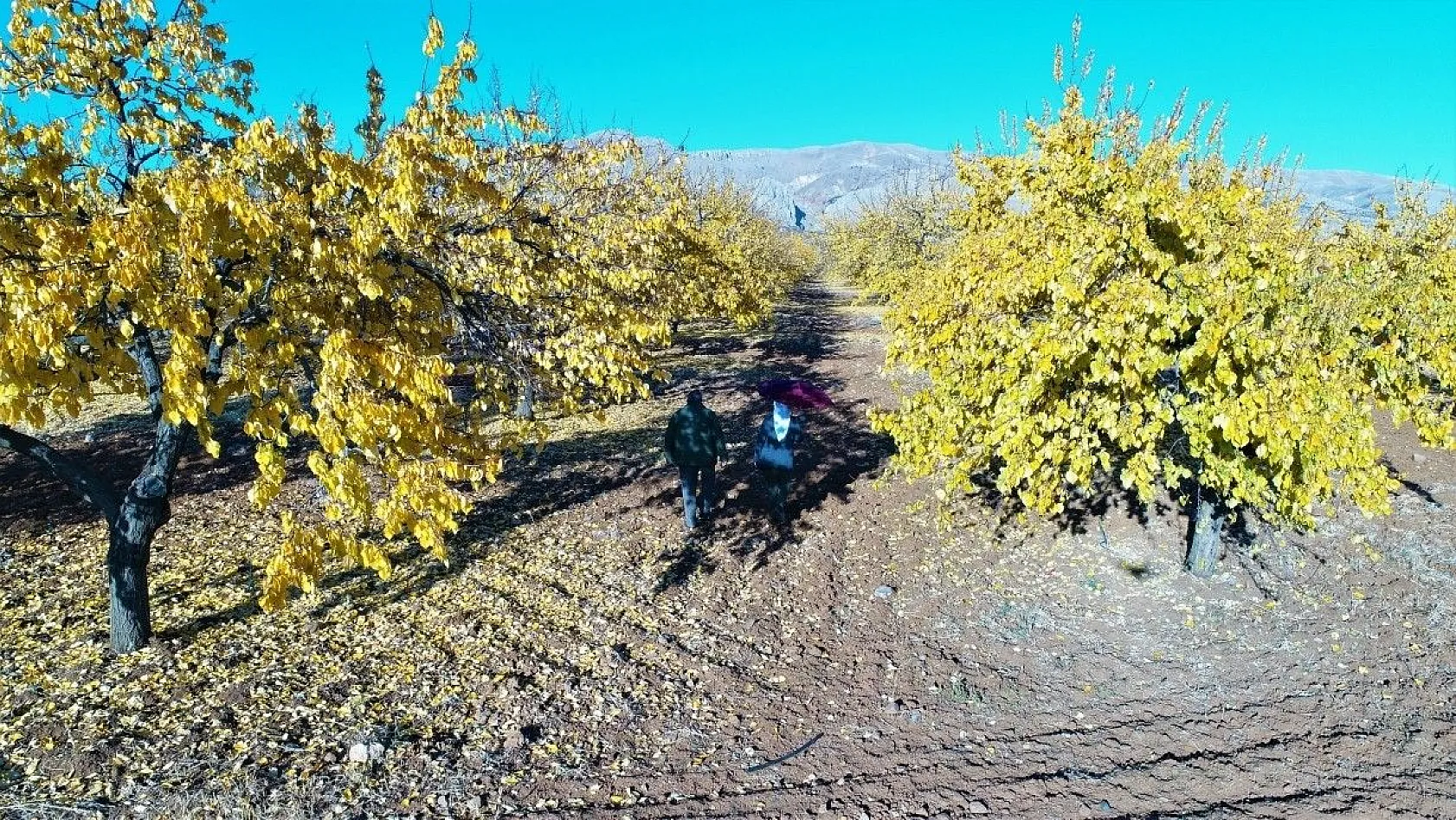 Altın yaprakların muhteşem görsel şöleni