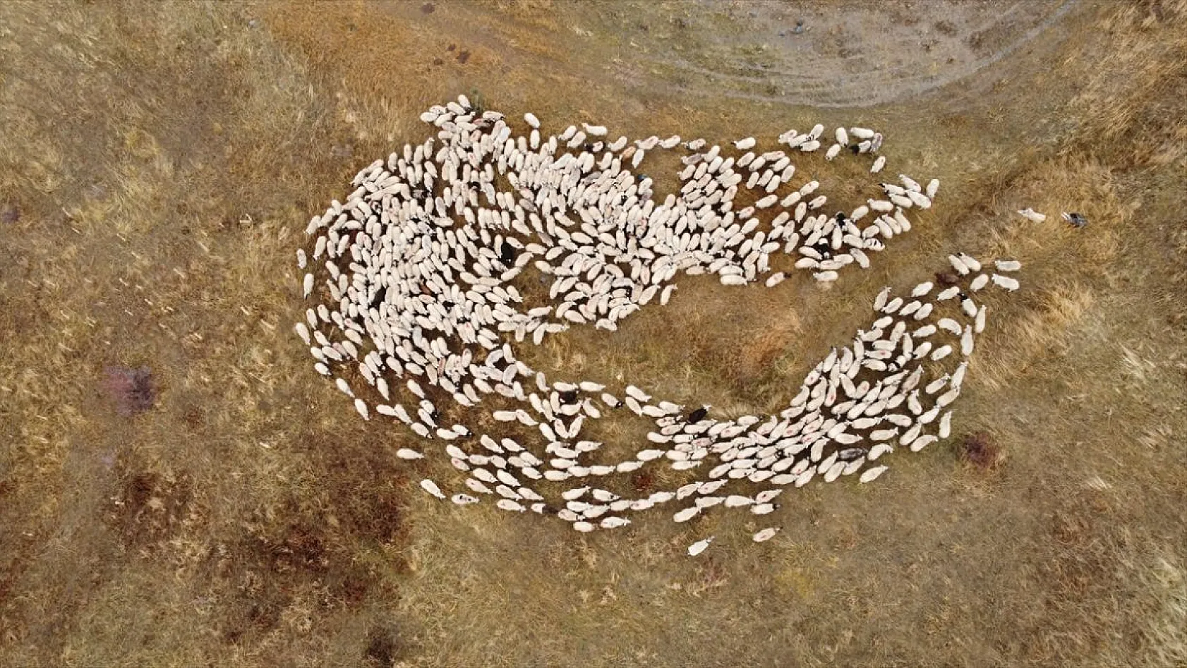 Erzincan'da göçerlerin yayladan zorlu dönüş yolculuğu başladı