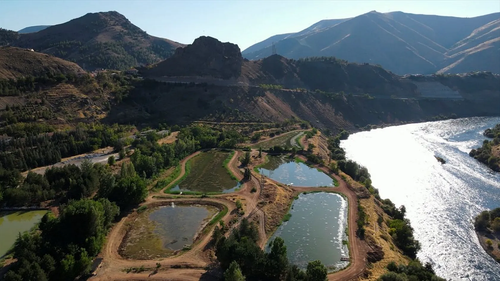 Elazığ'da üretilen yavru sazanla Doğu'daki su kaynakları balığa doyacak