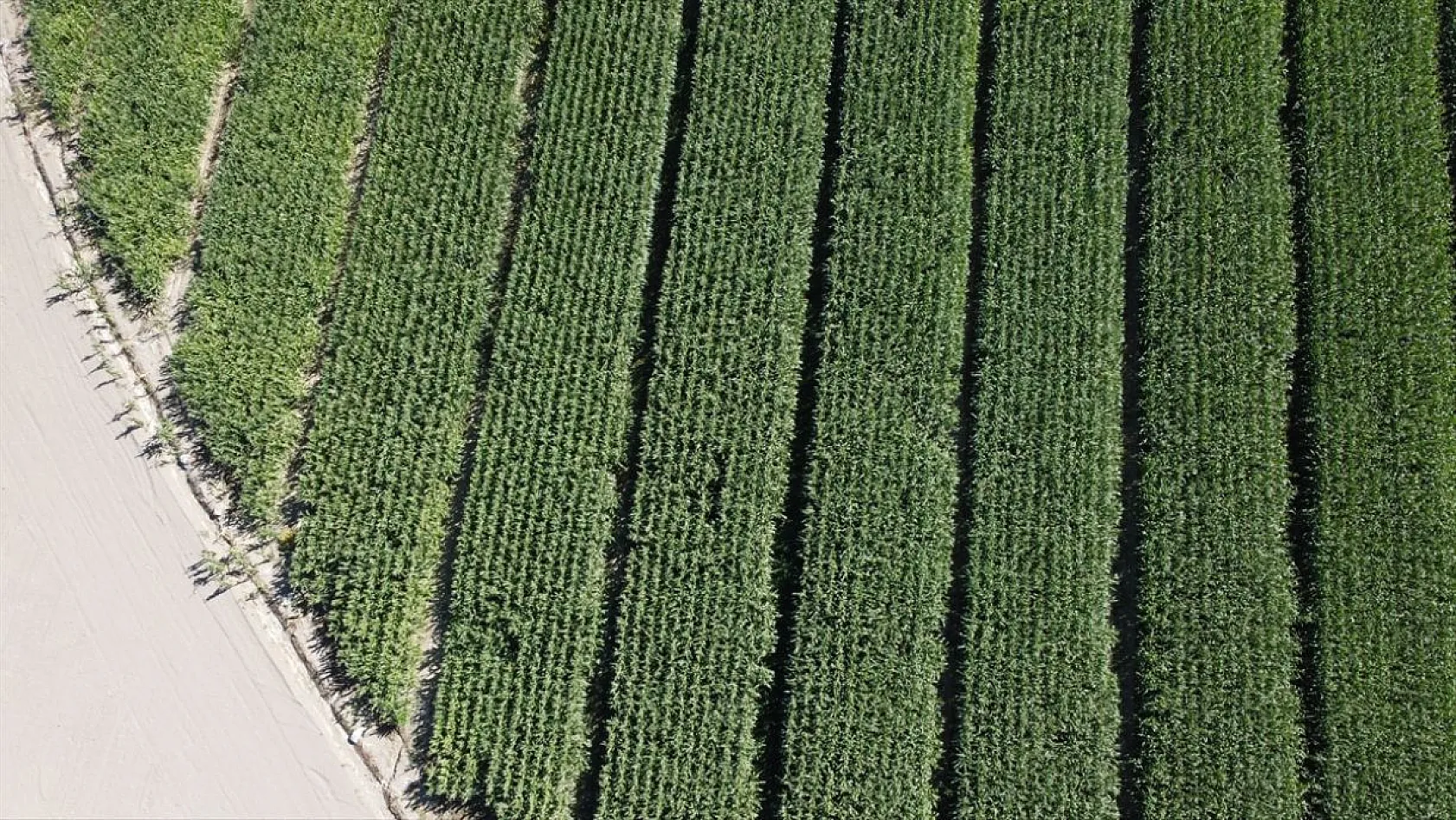 Keban Baraj Gölü'nde tarımsal üretim