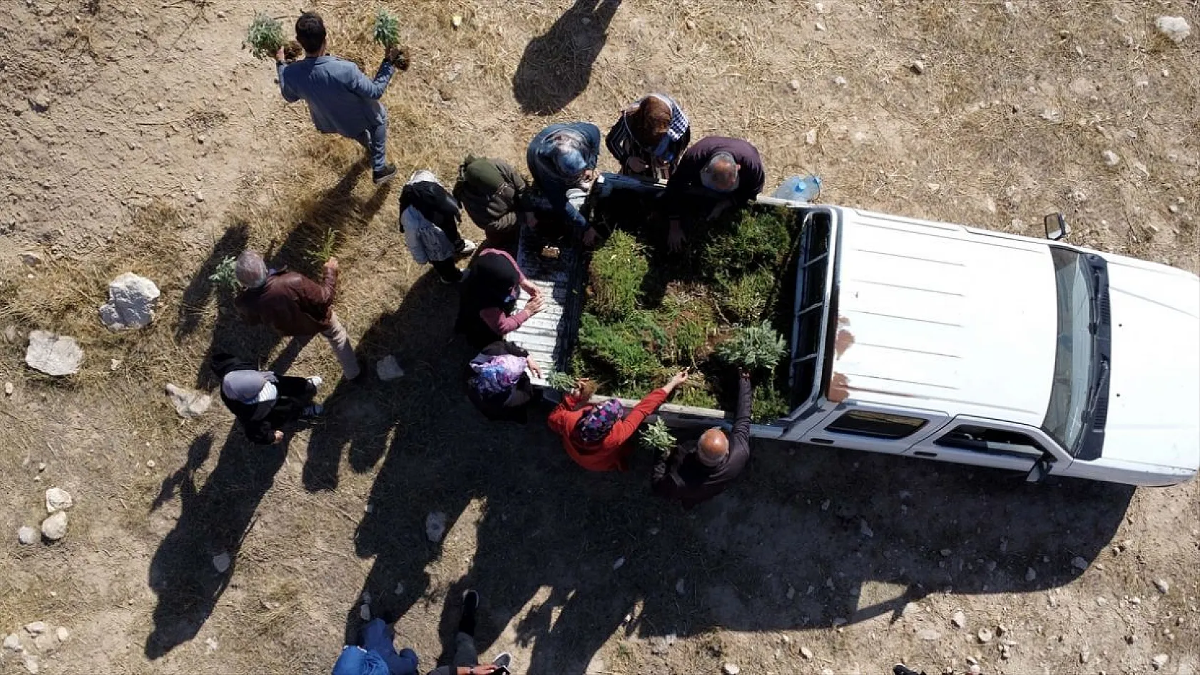 Atıl araziler tıbbi bitkilerle tarıma kazandırılıyor