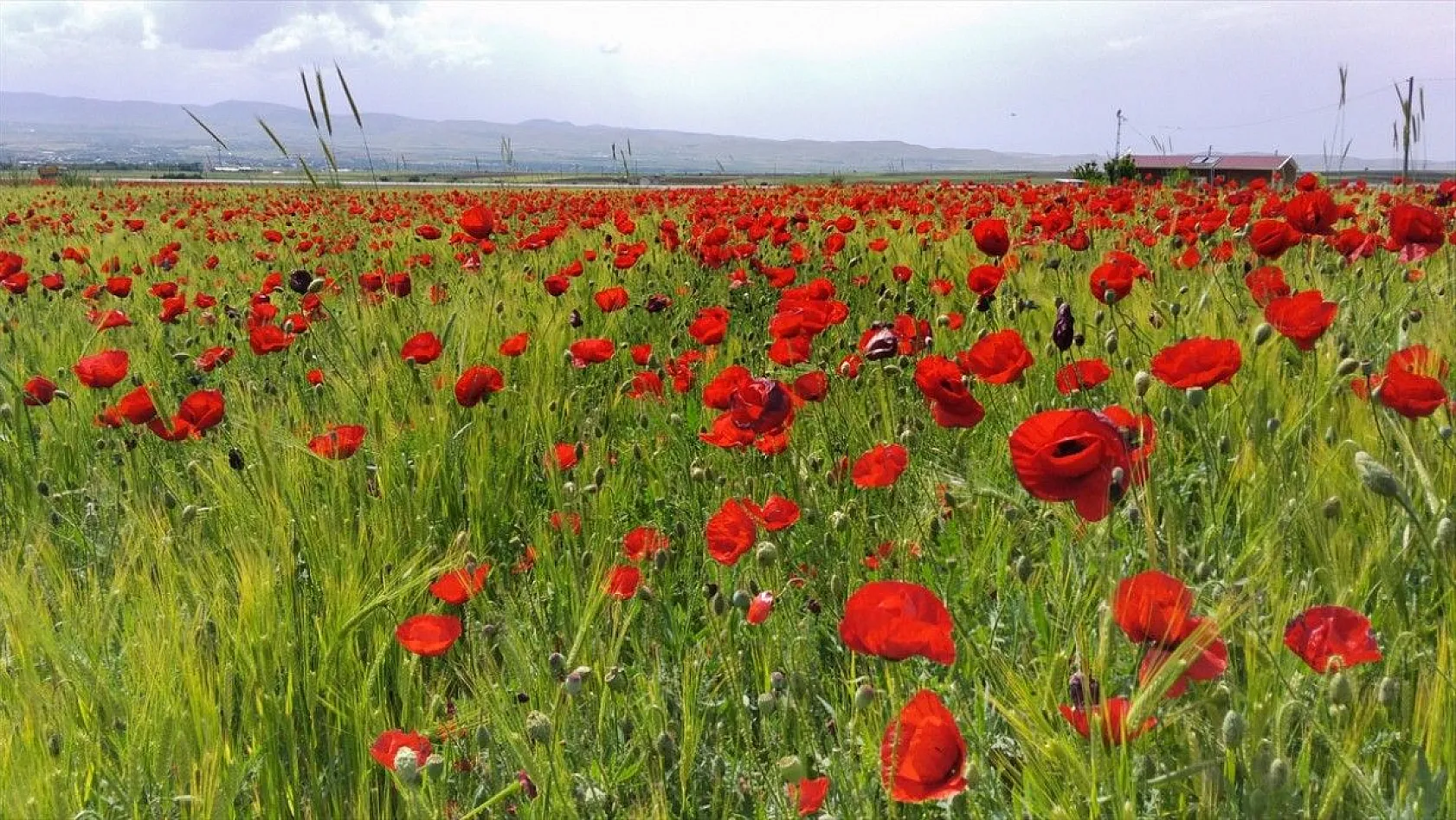 Elazığ'da gelincik şöleni