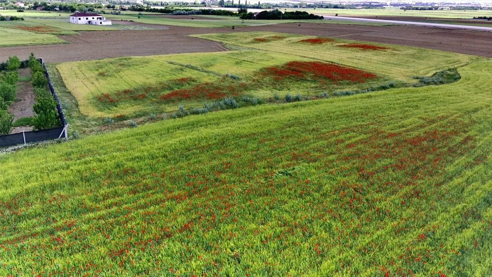 Elazığ'da gelincik şöleni