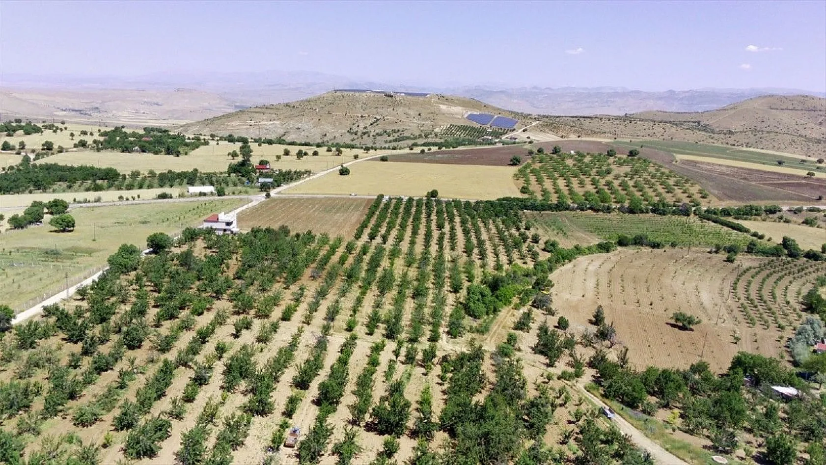 Elazığ'da kiraz hasadı