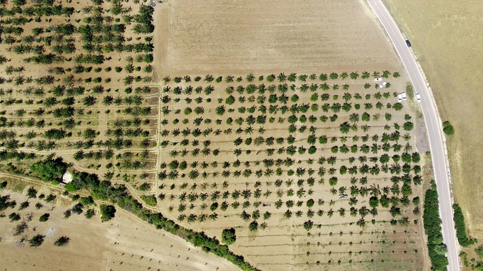 Elazığ'da kiraz hasadı