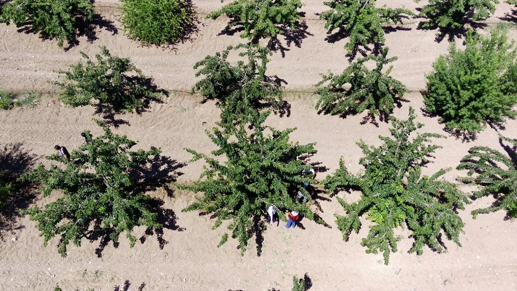 Elazığ'da kiraz hasadı