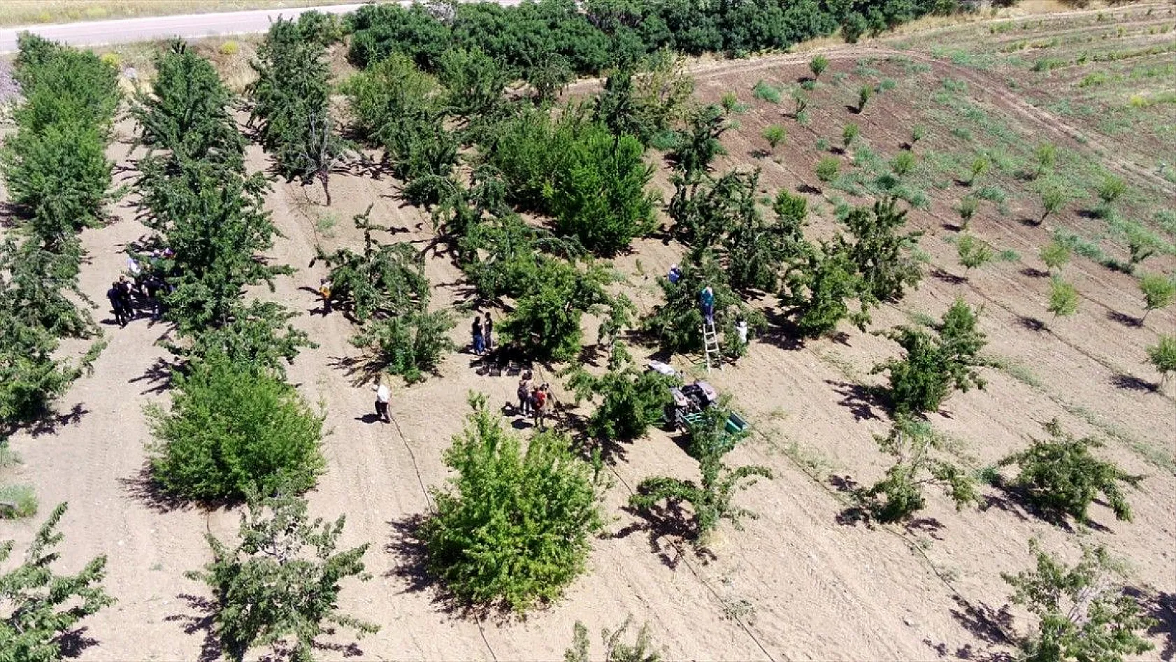 Elazığ'da kiraz hasadı