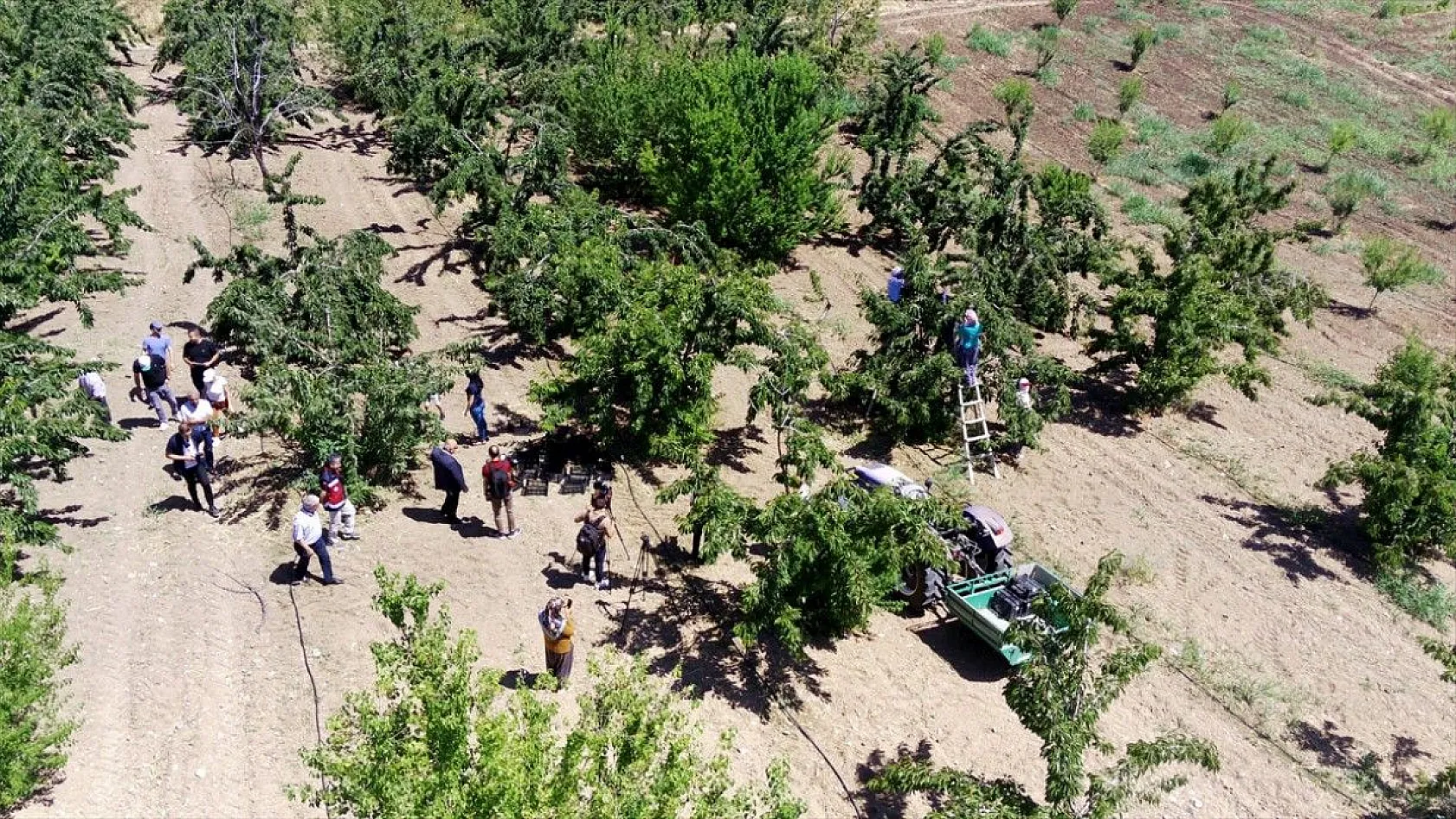 Elazığ'da 7 bin dekar alanda kiraz hasadı başladı
