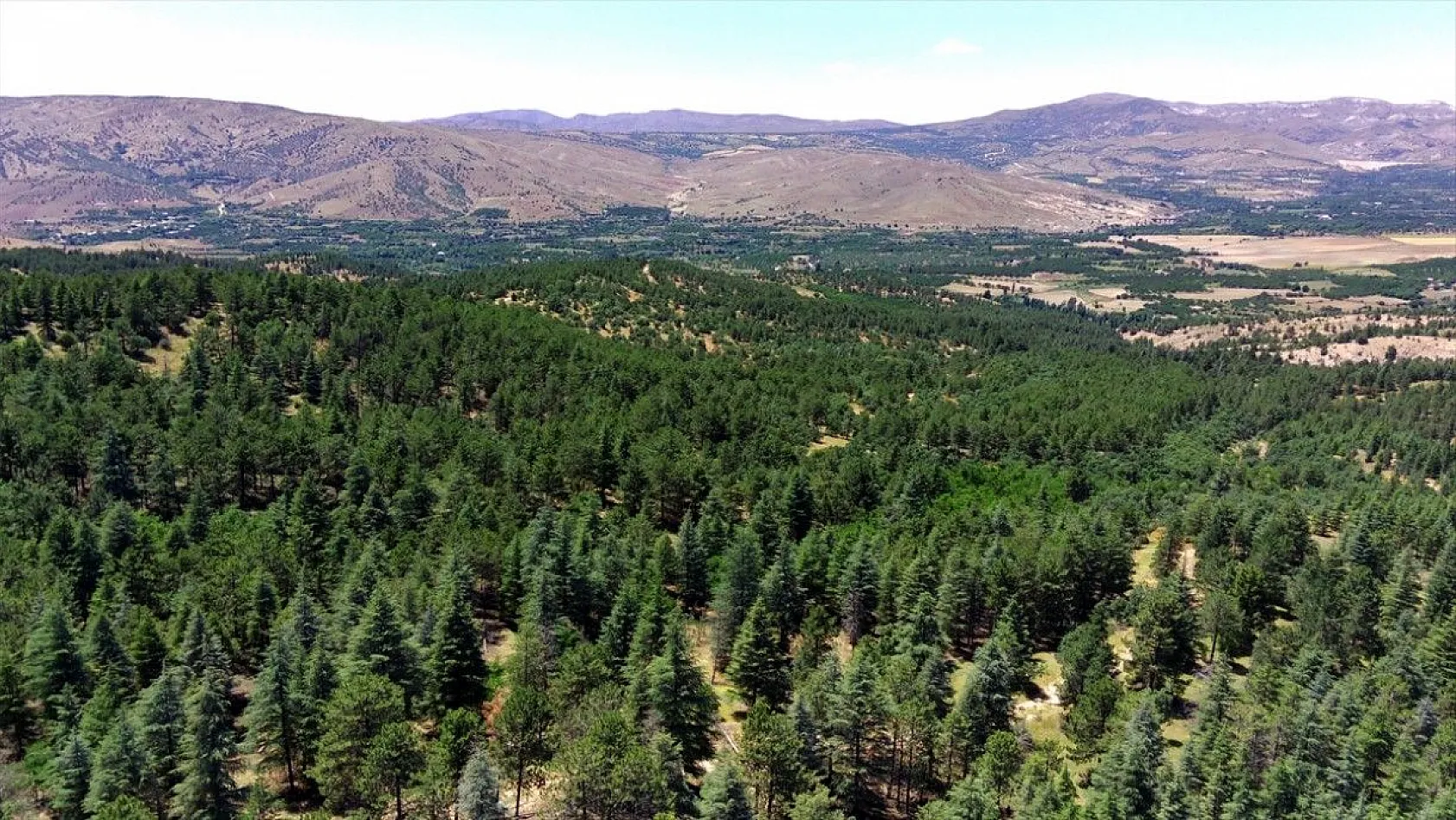 40 yıl önce dikilen fidanlar bozkırı ormana dönüştü