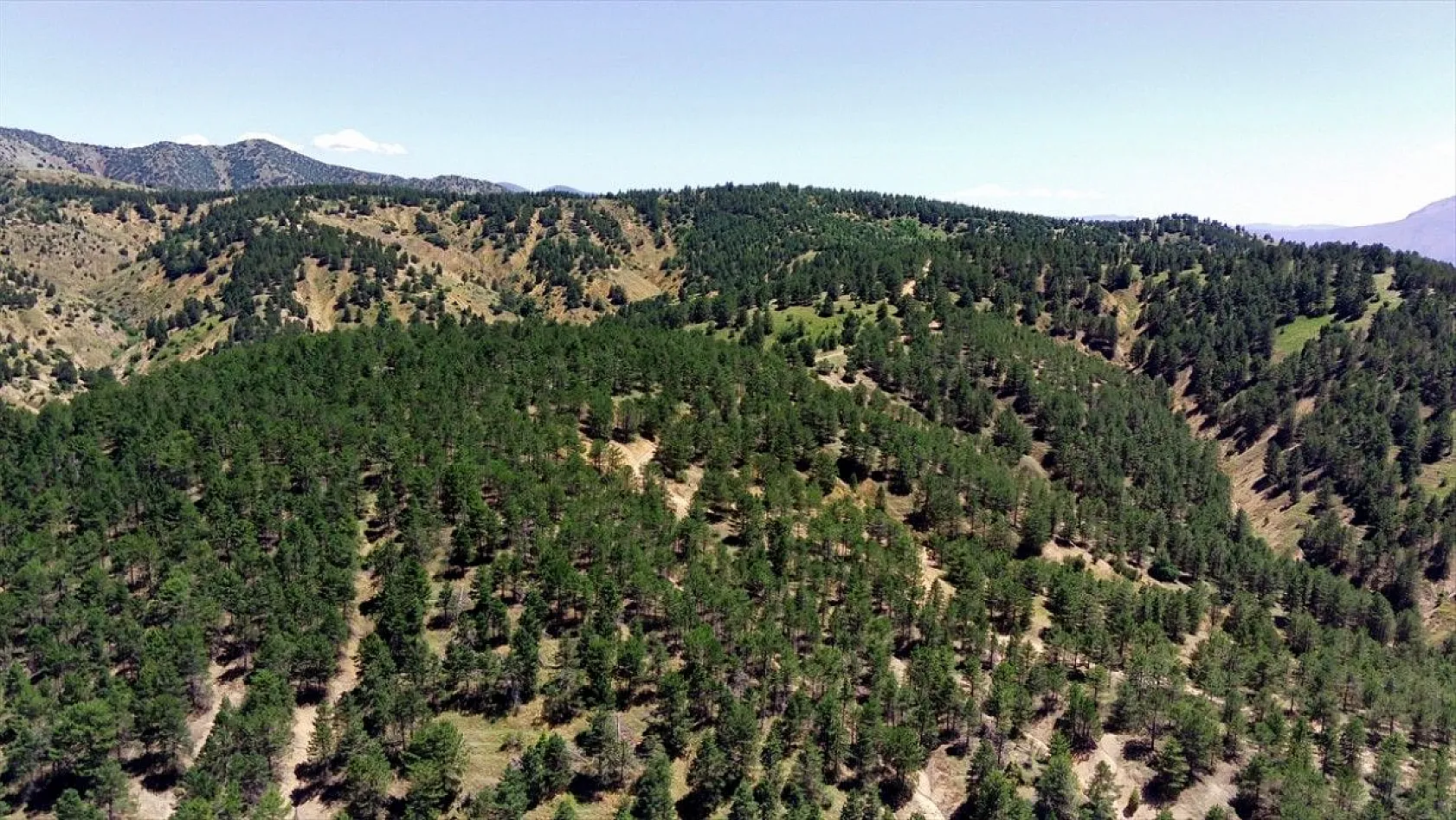 40 yıl önce dikilen fidanlar bozkırı ormana dönüştü