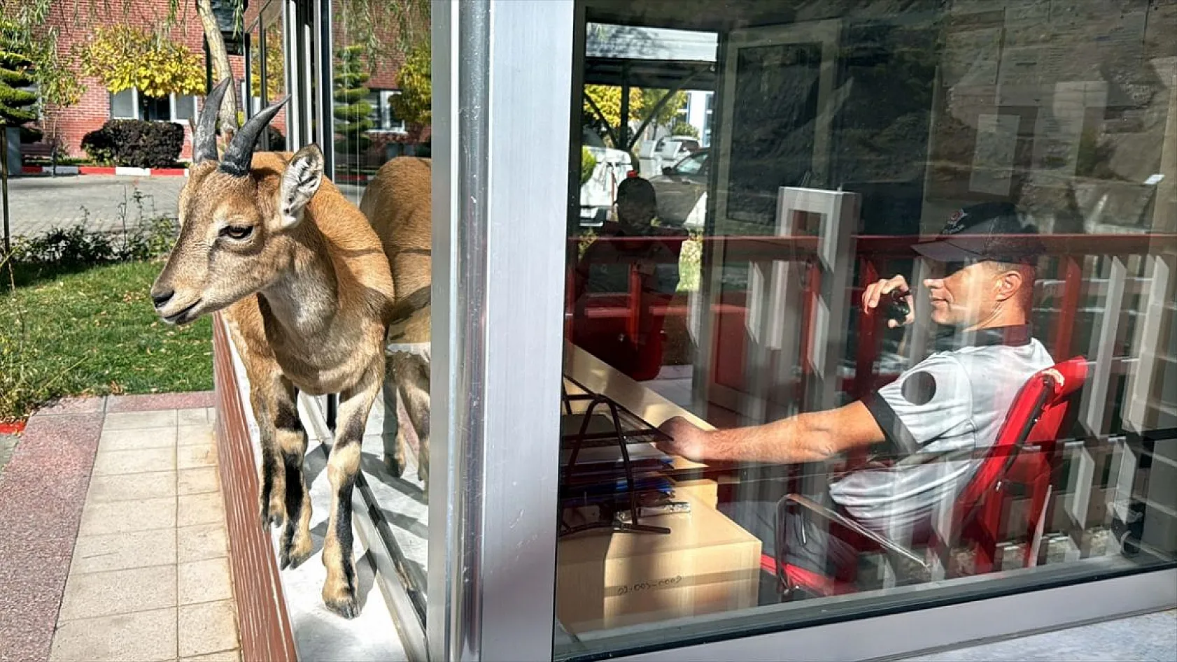 Baraj sahasını mesken tutan yavru dağ keçisini biberonla besliyorlar