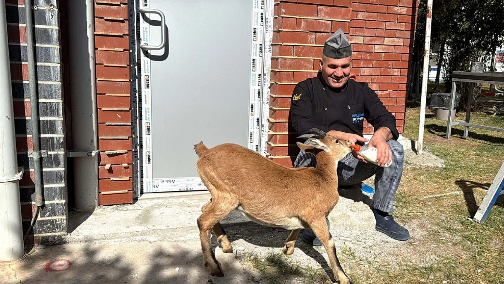 Baraj sahasını mesken tutan yavru dağ keçisini biberonla besliyorlar